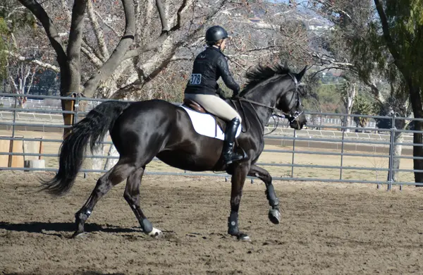 Jasmin Stair Stables, photo 3