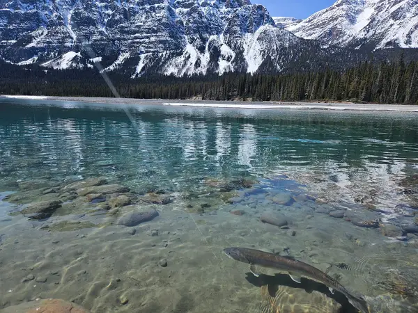 Jasper Park Fishing LTD, photo 3