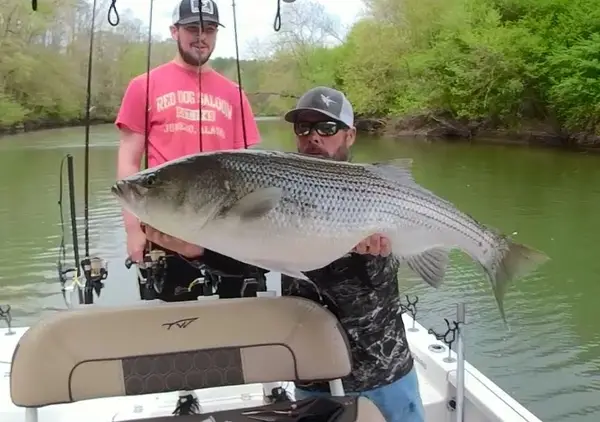 Jeff Blair Striper Guides - Lake Lanier Fishing Guide, Gainesville, GA