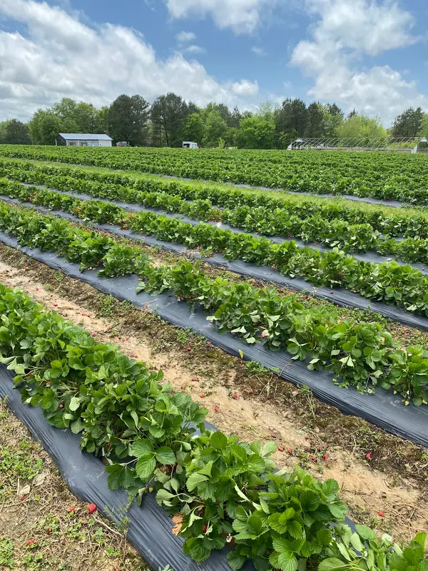Jerry Marsh Farms, Cleveland, AL