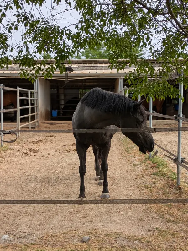 JH Sporthorses, photo 1