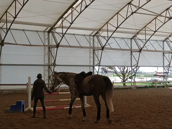 JH Sporthorses, photo 2