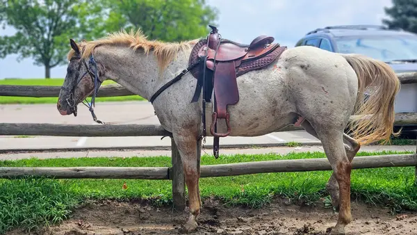 John Wayne Riding Stable