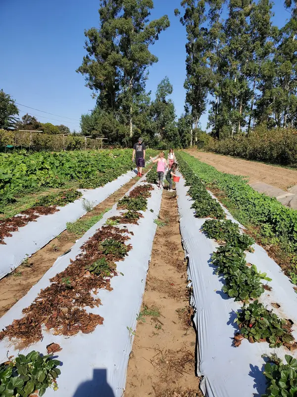 Johnson U-Pick Farm, Gridley, CA