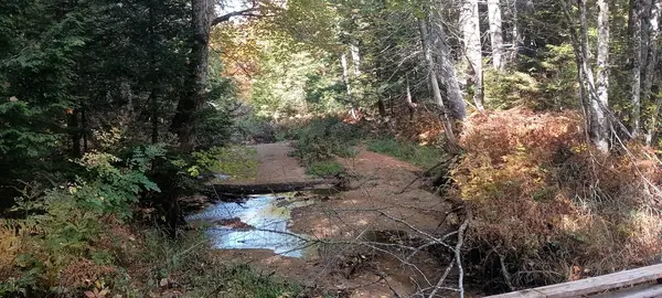 Jugtown Forest Trail
