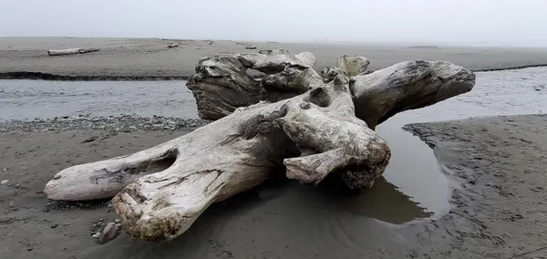 Kalaloch Campground