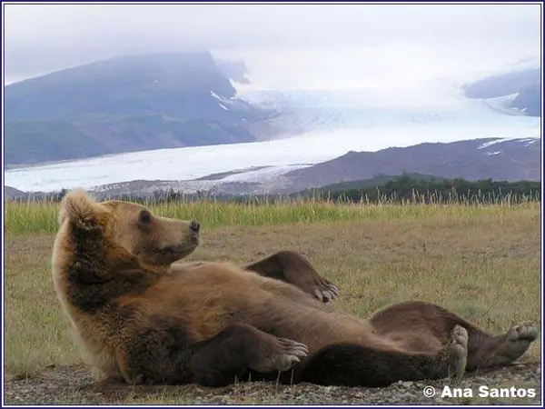 Katmai Coastal Bear Tours