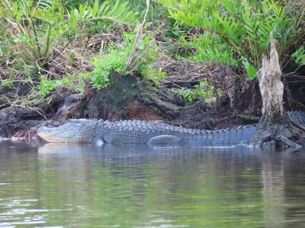Kayak Eco Tours, photo 3