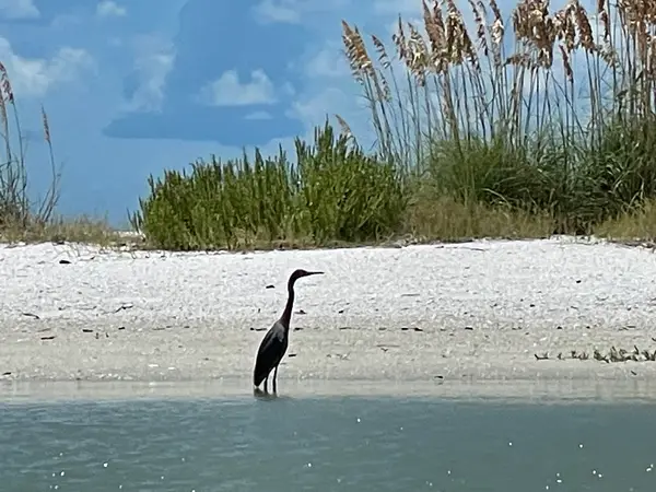 Kayak Marco Island, photo 3