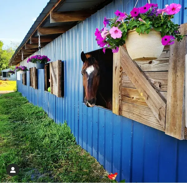 Ke'Aloha Equestrian Centre, photo 3