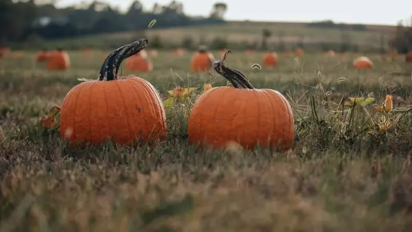 Kerby Farm Pumpkin Patch, Bonner Springs, KS
