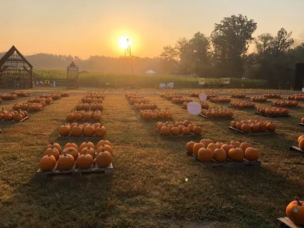 Kersey Valley Maize Adventure, Archdale, NC