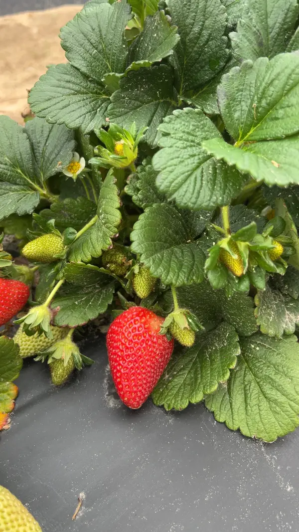 Kingston Orchards - Peaches and Fresh local strawberries U-pick and pre-picked, Frierson, LA