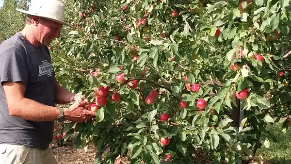 Knapton's Raspberries, Pumpkins & Orchard, Rockford, MN