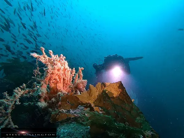 L.A. SCUBA DIVING