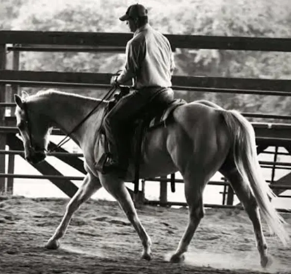 Lafayette Equine Acquirement and Development (L.E.A.D), Horse Trainer, Riding Instructor