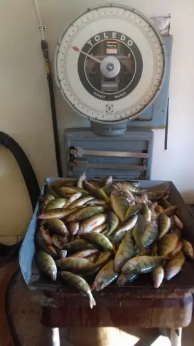 Lake Erie Perch | Walleye Charters, Port Clinton, OH