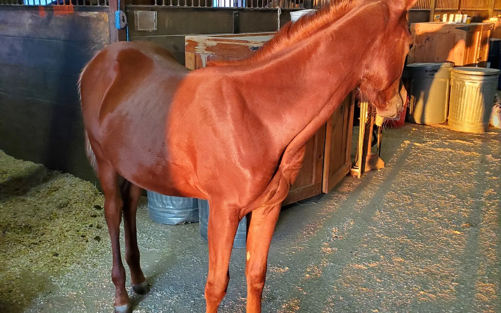 Lake Trail Stables