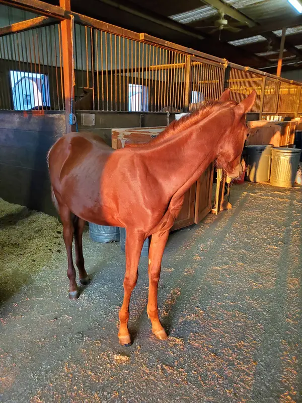 Lake Trail Stables, photo 4