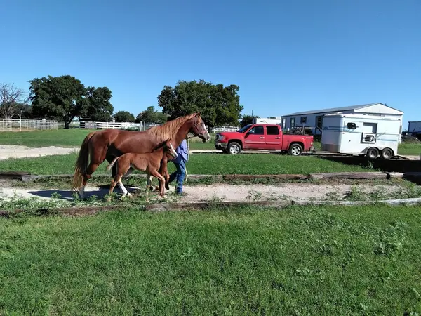 Lake Trail Stables, photo 2