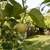 For Sale! Spacious 2-Acre Fenced, Multiple Structures & Fruit Trees!. Photo 4