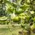 For Sale! Spacious 2-Acre Fenced, Multiple Structures & Fruit Trees!. Photo 10