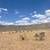 12 acre lot for sale South of Belen New Mexico. Photo 3