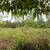 CHOICE 1 ACRE LOT ON PAVED ROAD. Photo 2
