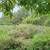 CHOICE 1 ACRE LOT ON PAVED ROAD. Photo 4