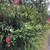 $667mo | 3 acres in Hawaiian Acres for sale or finance on Io Kea Rd. Photo 3