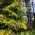 $667mo | 3 acres in Hawaiian Acres for sale or finance on Io Kea Rd. Photo 5