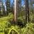 $667mo | 3 acres in Hawaiian Acres for sale or finance on Io Kea Rd. Photo 8