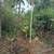 3 acres in orckidland subdivision 38th ave.1 acre ripped,. Photo 4