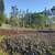 3 acres in orckidland subdivision 38th ave.1 acre ripped,. Photo 8