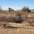 5 acres near Wittman - 921. Photo 3