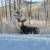 💥 ELK HUNTER’S PARADISE - 2.86 Acres Borders National Forest! (Gated). Photo 9