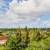For Sale Desirable 1 Acre Lot, Lower HPP Near Ocean and Paved Road!. Photo 7