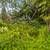 For Sale Desirable 1 Acre Lot, Lower HPP Near Ocean and Paved Road!. Photo 9