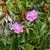 For Sale Desirable 1 Acre Lot, Lower HPP Near Ocean and Paved Road!. Photo 10