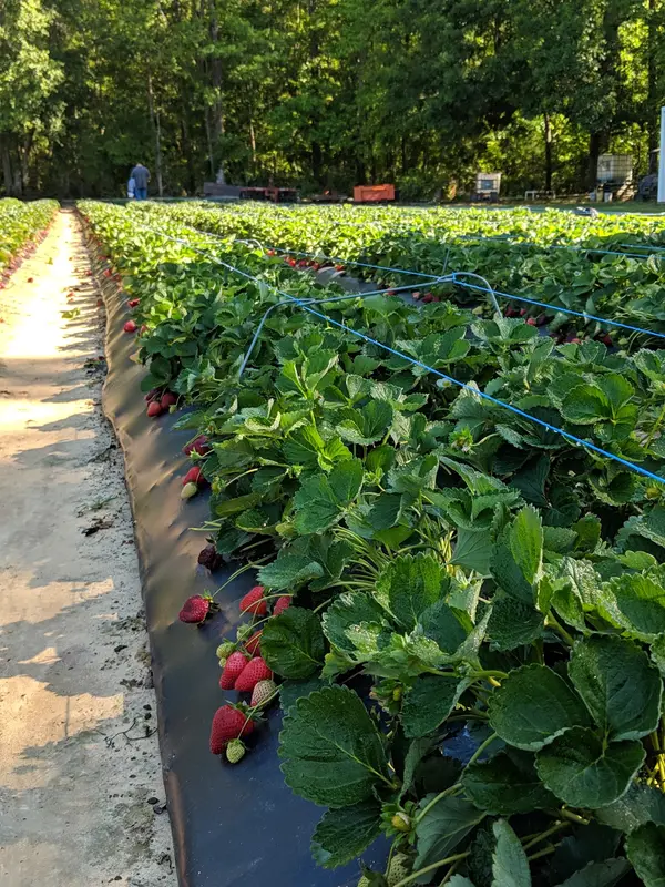 Landry Poche Strawberry Farm