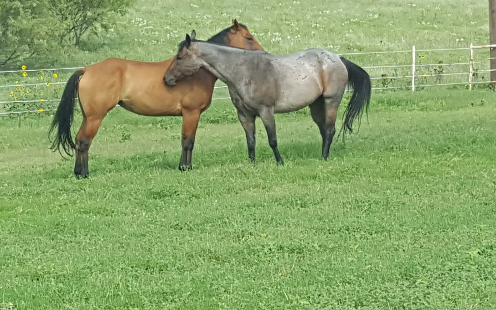 Lazy U Stables
