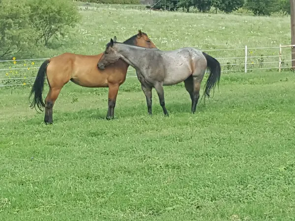 Lazy U Stables, photo 4
