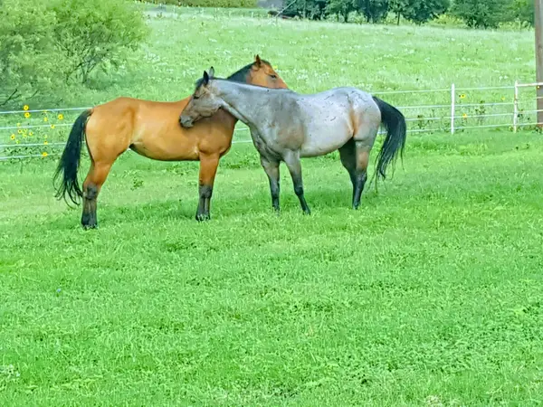 Lazy U Stables, photo 1