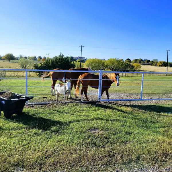 Lazy U Stables, photo 3