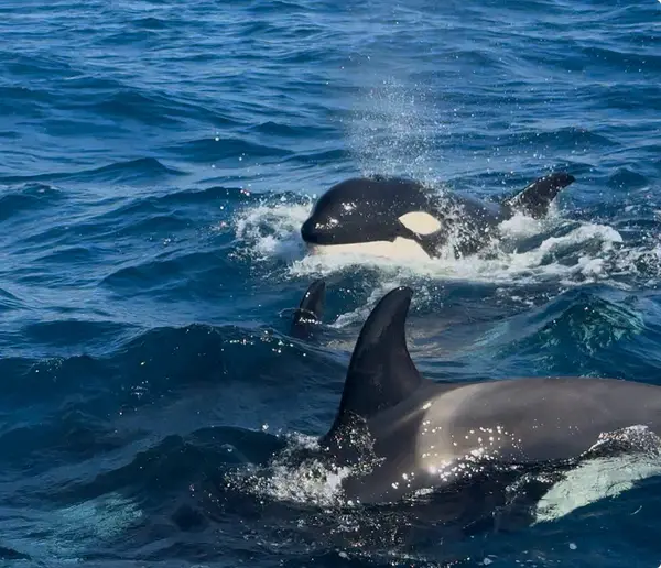Legacy Whale Watch, photo 1