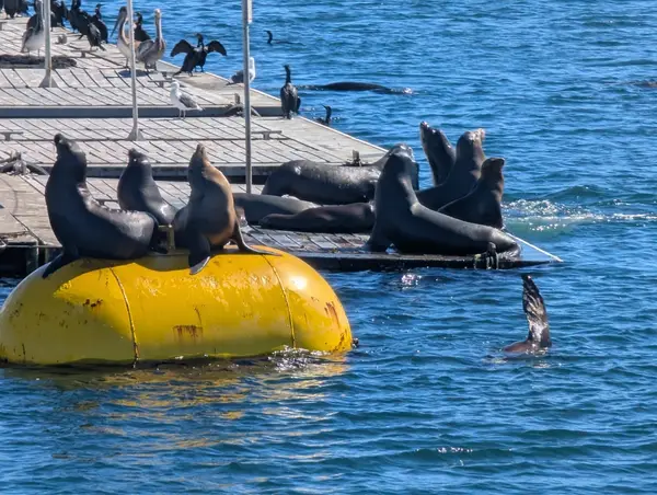 Legacy Whale Watch, photo 2