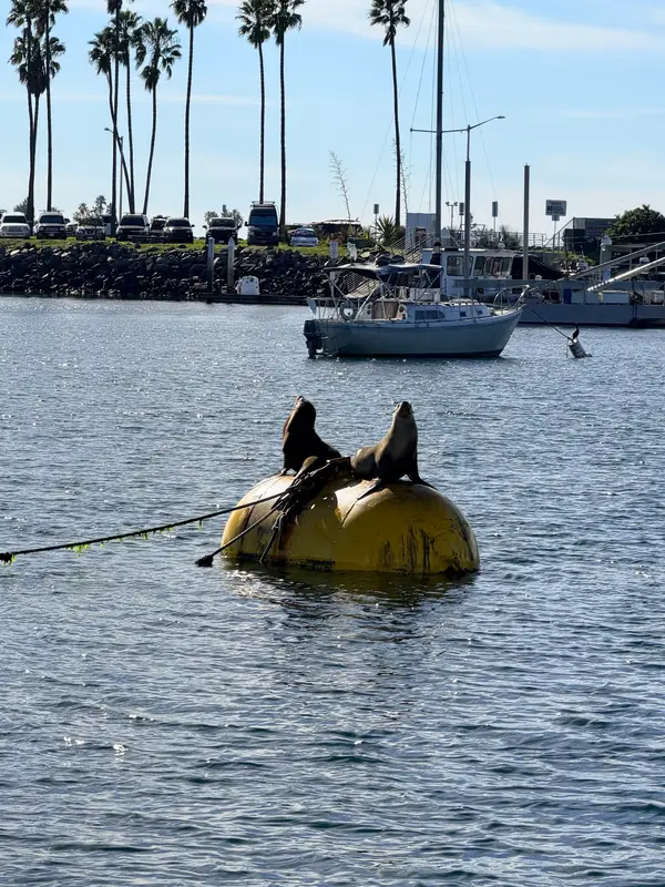 Legacy Whale Watch, photo 3