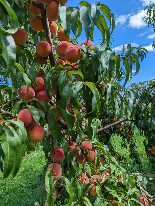 Lehman's Orchards, Niles, MI