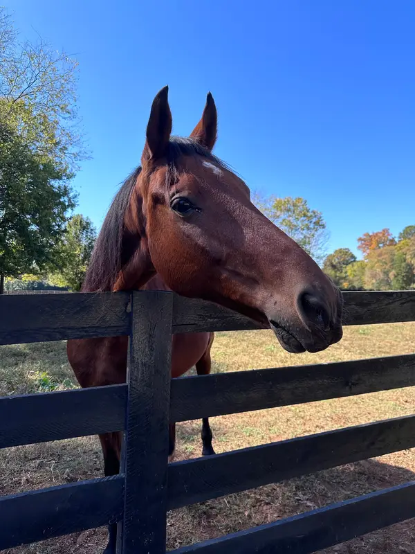 Lenux Stables & Riding Academy