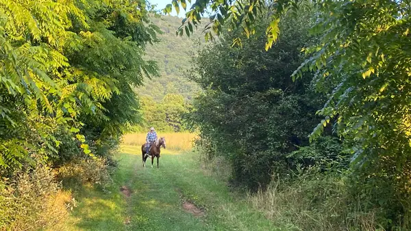 Let's Ride Horses, LLC Bath County